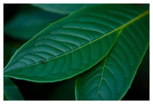 Photo a close up of a leaf with a small bug on it