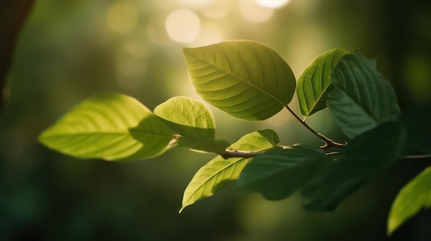 A close up of a leaf with the sun shining on it