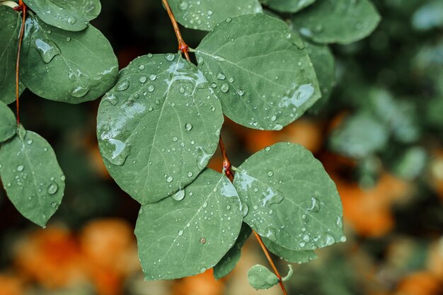 Photo a close up of a leaf with water droplets on it