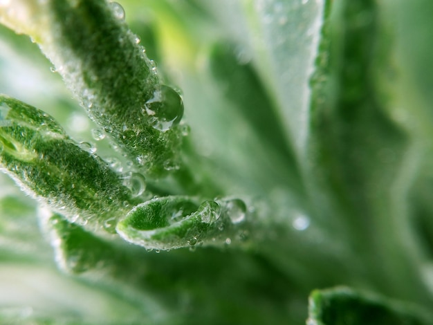 a close up of a leaf with water drops on it