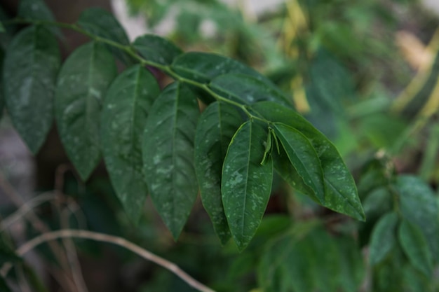 A close up of a leaf with the word love on it