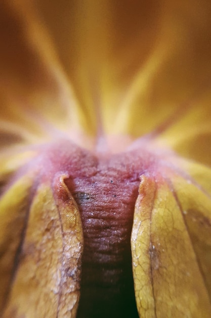 Photo close-up of leaf