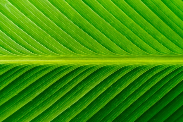 Close up leave of a banana plant banana leaf