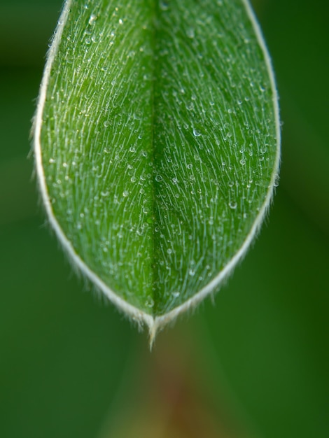 Close-up. Leaves and dew drops. blurred green nature background