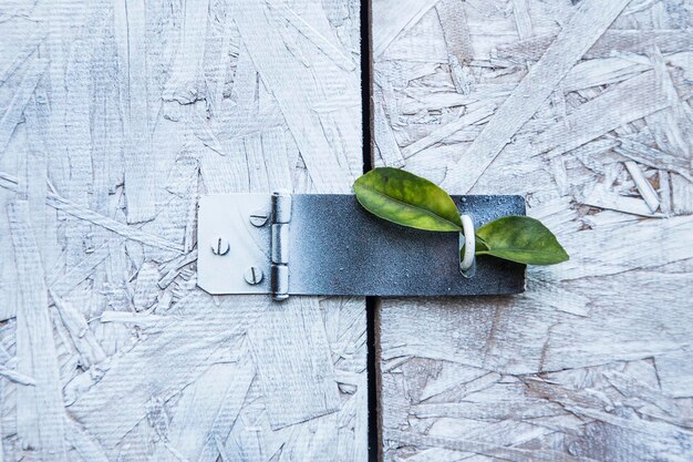 Photo close-up of leaves on door latch