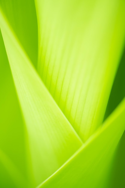 Close up leaves green color and blurred greenery background