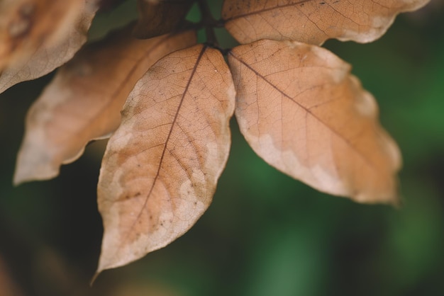 Close-up leaves of laurel in autumn