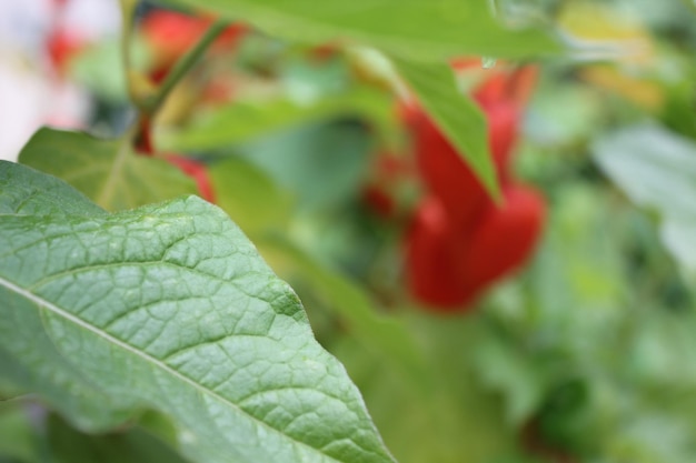 Photo close-up of leaves on plant