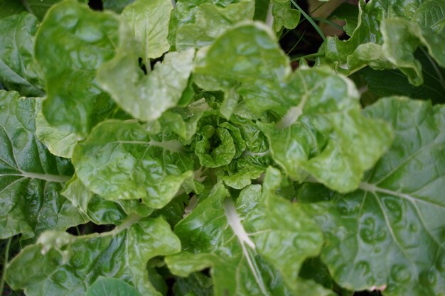 Close-up of leaves on plant