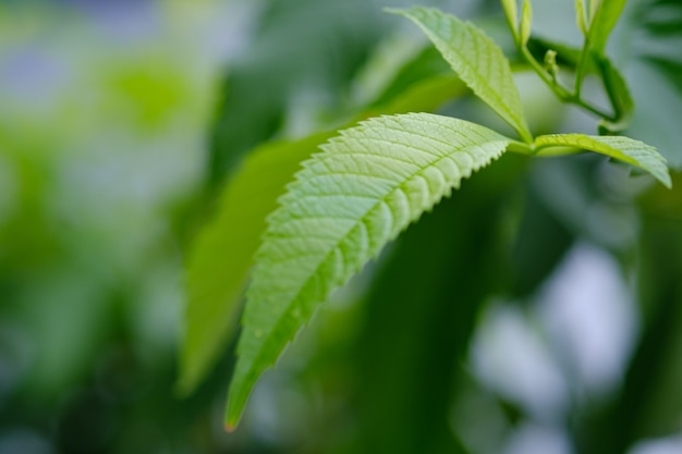 Close up of leaves on the treetop