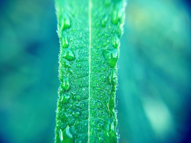 Photo close-up of leaves