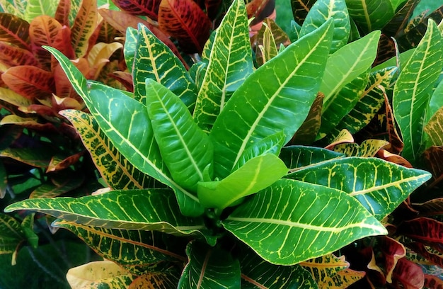 Close-up of leaves