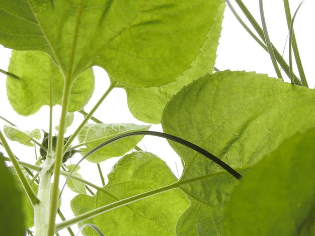 Close-up of leaves