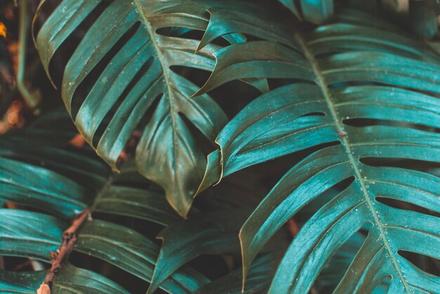 Close-up of leaves