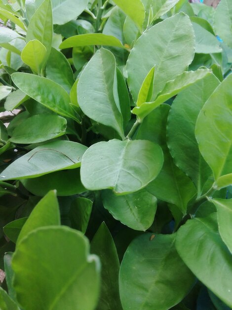 Close-up of leaves