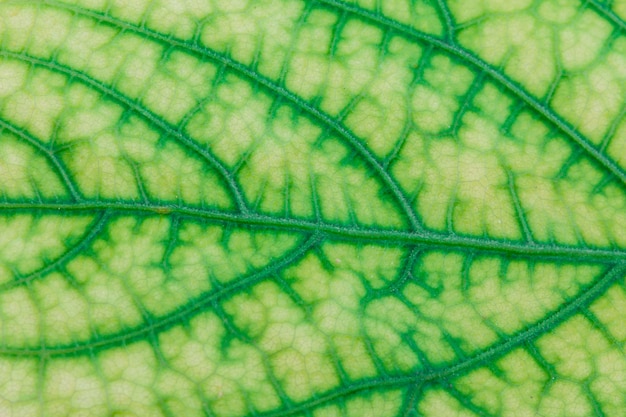 close up leaves