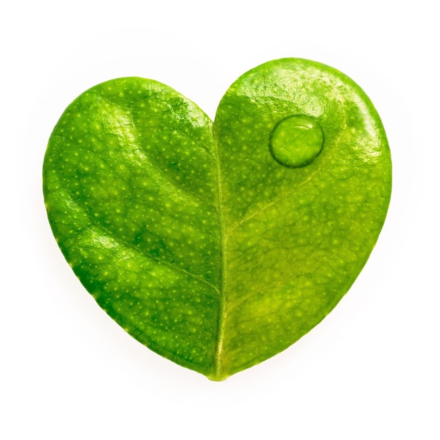 Close up lemon leaves heart shape isolated on white background.