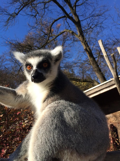 Close-up of lemur against trees