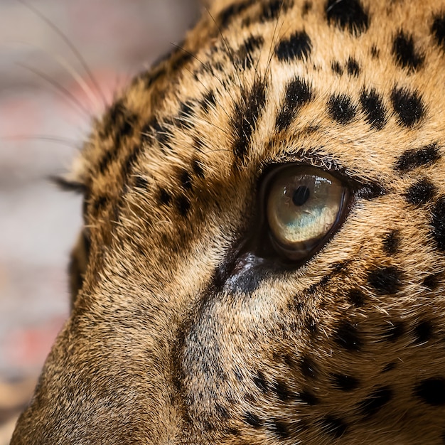 Close up leopard eye