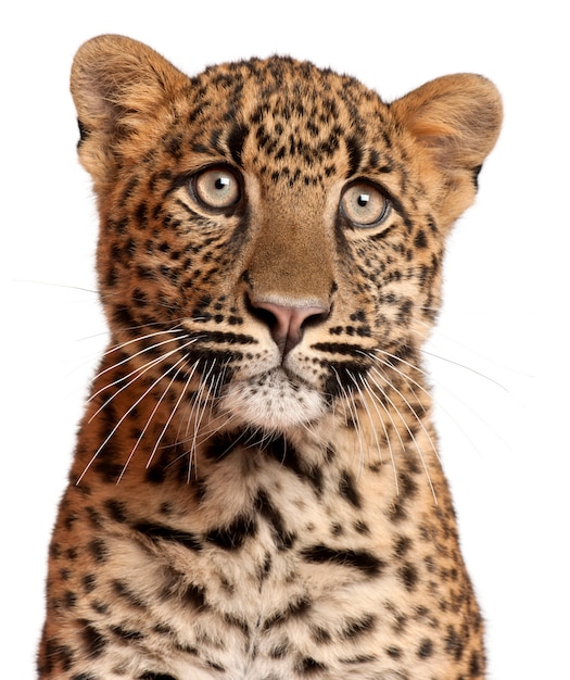 Close-up of Leopard, Panthera pardus, 6 months old,