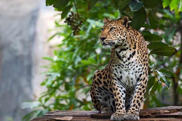 Close up Leopard.