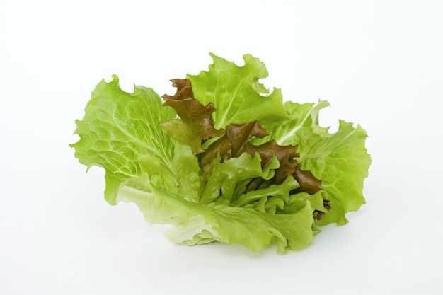 A close up of a lettuce on a white background generative AI