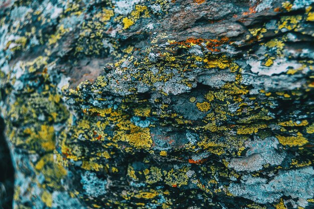 Photo close-up of lichen on tree trunk