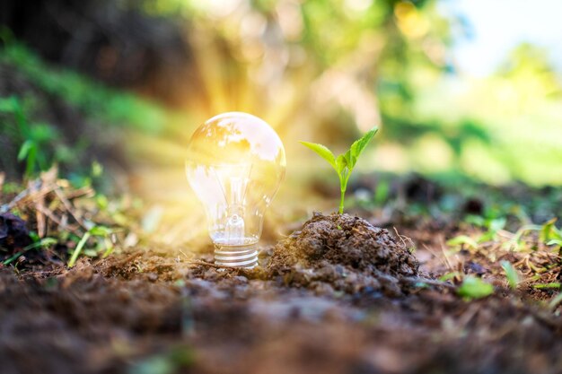 Close-up of light bulb on field