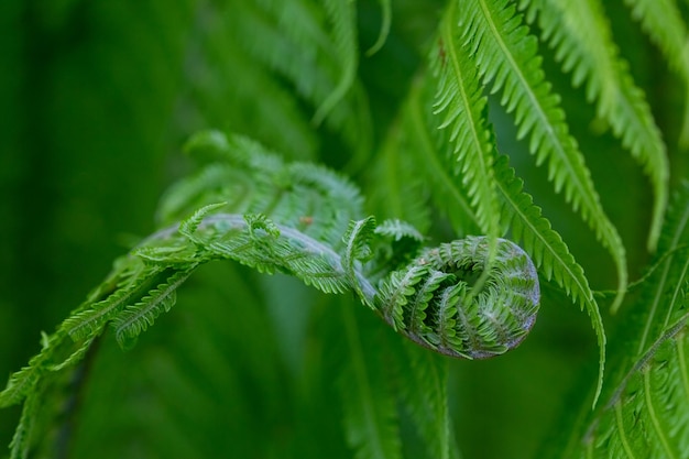 Close up of light green fern leaves growing in forest with soft focus and blurred background