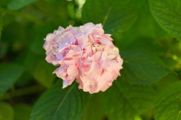 Close up light pink hortensia fresh flowers blur background