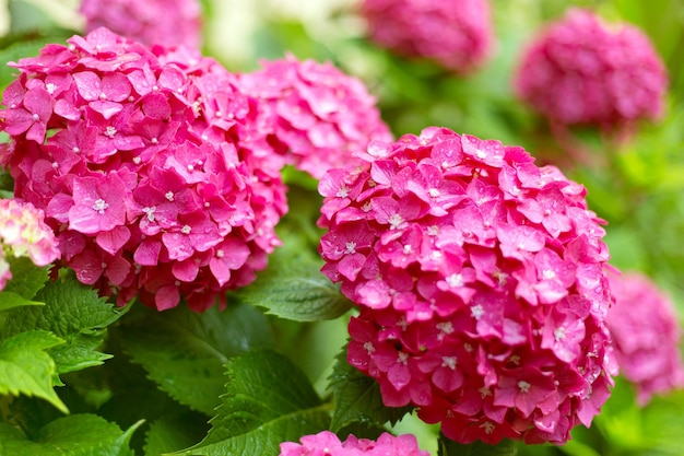 Close up light pink hortensia fresh flowers blur background