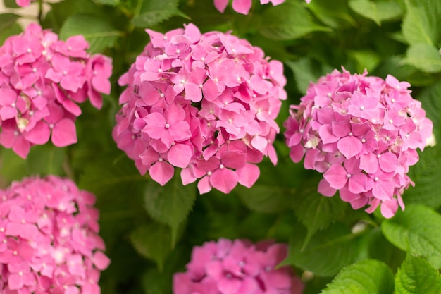 Close up light pink hortensia fresh flowers blur background