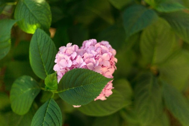 Close up light pink hortensia fresh flowers on green leaves blur background