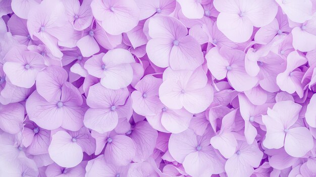 Photo close up of light purple hydrangea flower petals floral texture background