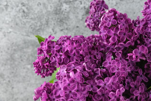 Close up of lilac flowers bouquet with water drops on gray background wedding or mothers day card wi