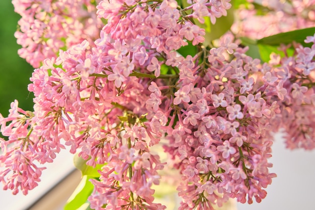 Close-up of lilac flowers at sunset lighting