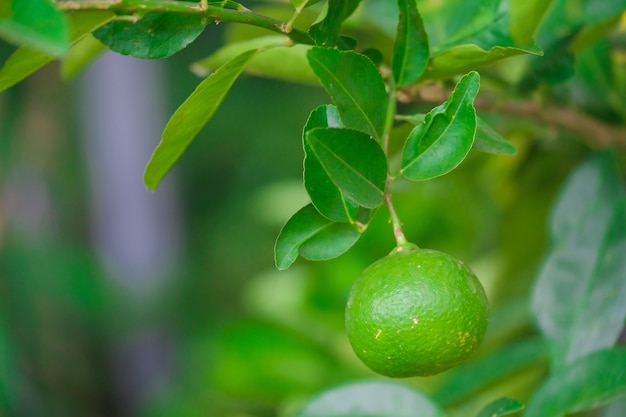 Close up Lime tree with fruits in nature