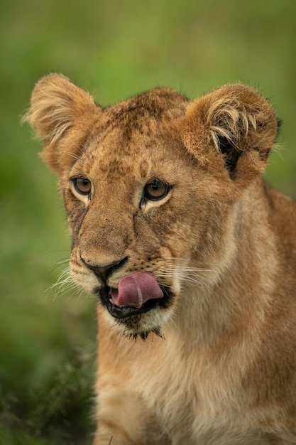 Photo close-up of lion cub sitting licking lip