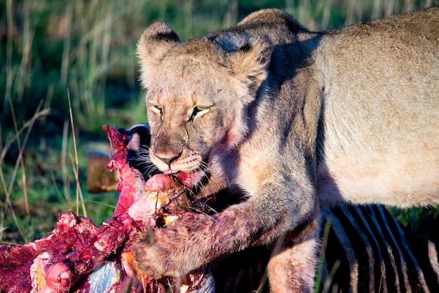 Photo close-up of lion eating zebra