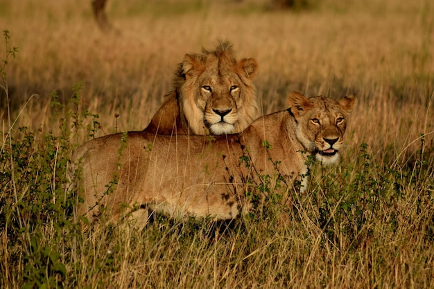 Close-up of lion