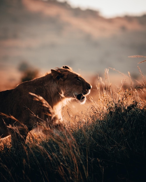 Close-up of lioness on land