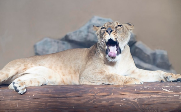 Close-up lioness with open mouth shows tongue. Big cat, predator