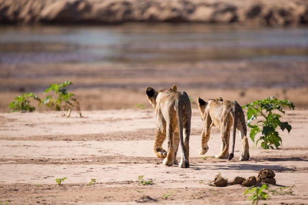 Photo close up on lions walking through the savannah