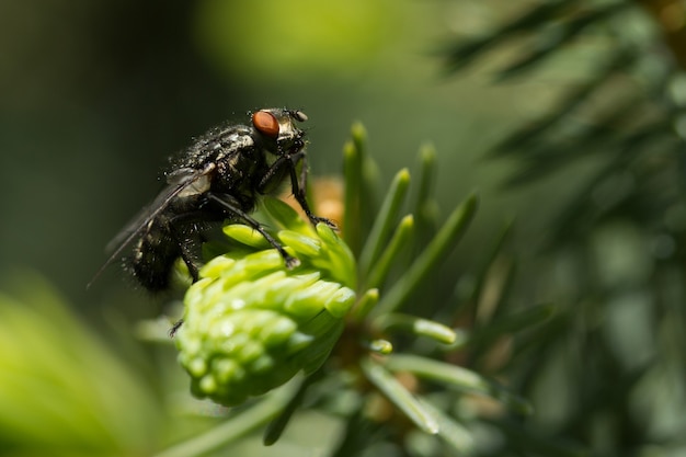 Close up of the little fly on the green spruce bush. Macro photo