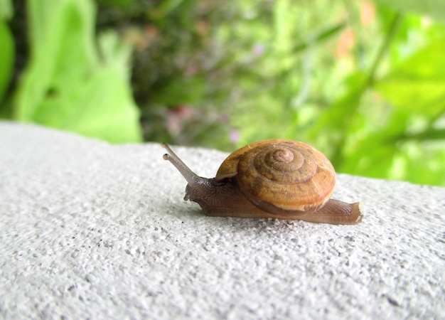 Close-up Little Snail Walking on White Wall in backyard