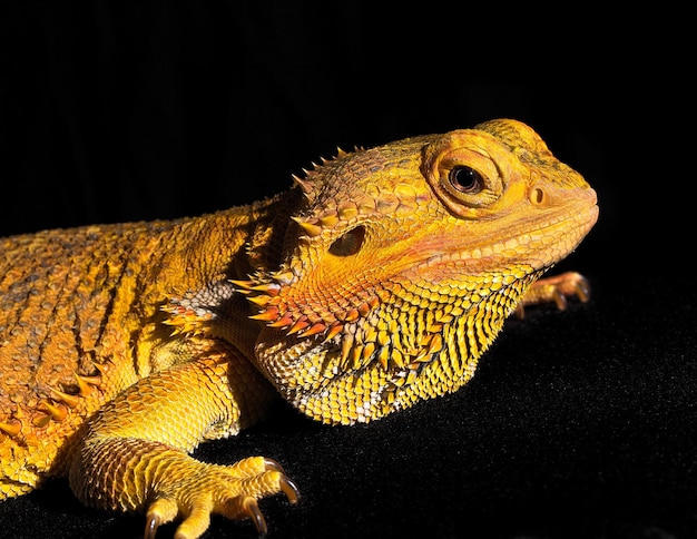 Close-up of a lizard on black background