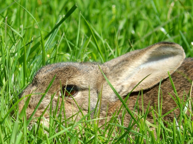 Photo close-up of a lizard on field