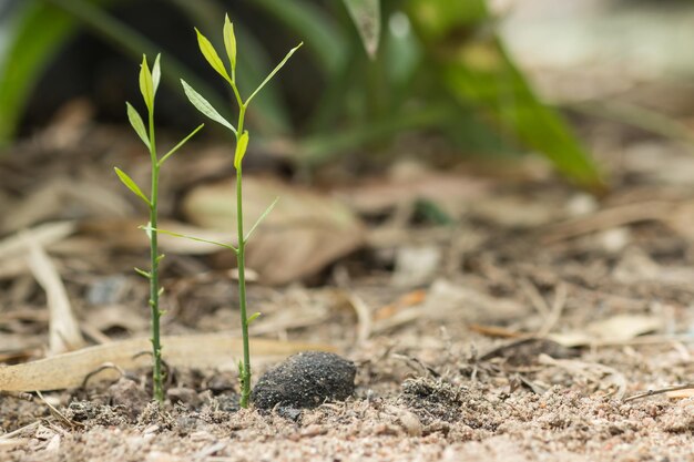 Photo close-up of a lizard on field