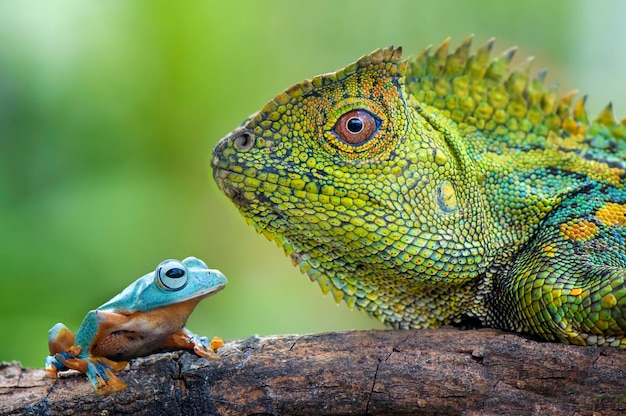 Close-up of lizard and frog on wood