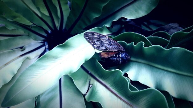 Photo close-up of lizard on leaf